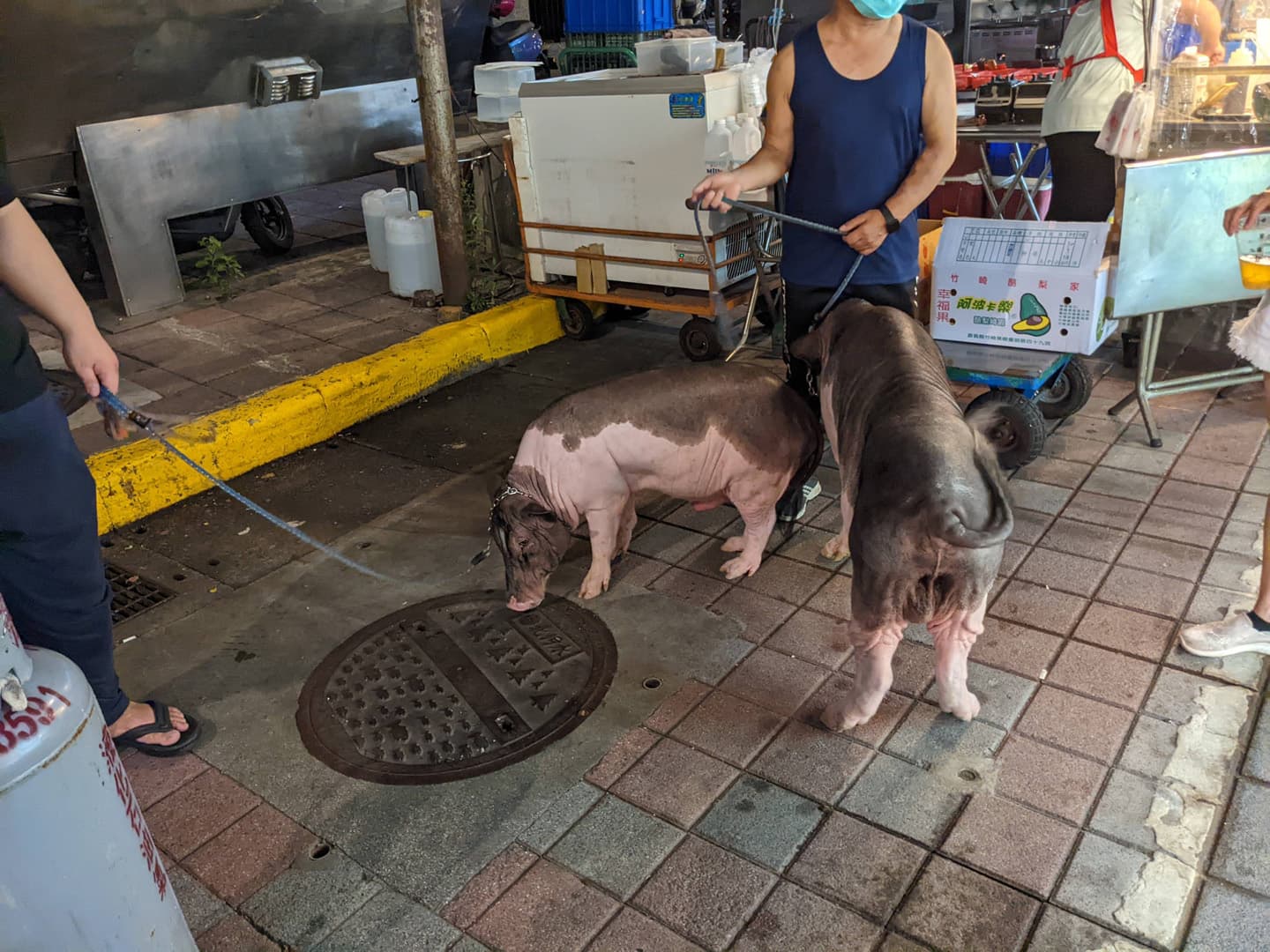 [路上奇景]在台北市寧夏夜市竟然出現好幾頭豬!? | OurShare生活紀錄