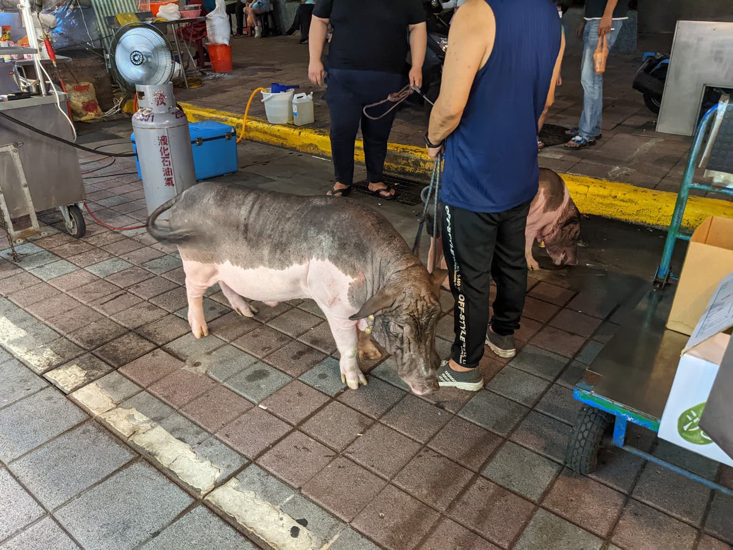 寧夏夜市有豬